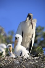 Woodstork (Mycteria americana) with youngs at nest, Florida, USA, American Wood Ibis, North America