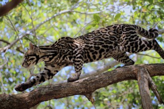 Ocelot (Leopardus pardalis) male, lateral, Honduras, Central America