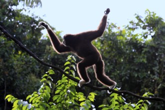 White-handed Gibbon (Hylobates lar), side