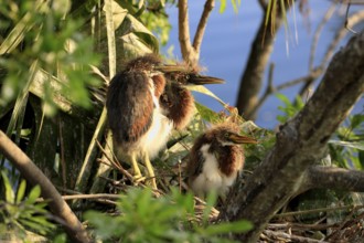 Tricoloured (Egretta tricolor) Herons, youngs at nest, Florida, USA, heron, North America