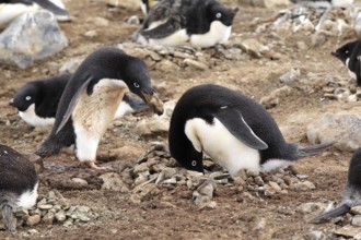 Adelie Penguin (Pygoscelis adeliae), couple at nest with nesting material, Antarctica, Devil