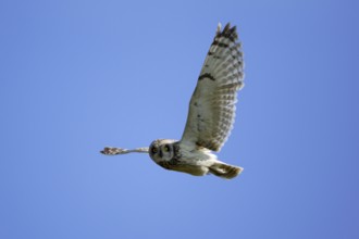 Short-eared owl (Asio flammeus) free-ranging, Austria, Europe