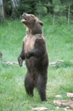 Grizzly bear (Ursus arctos horribilis)