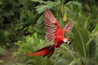 Scarlet macaw (Ara macao), detachable