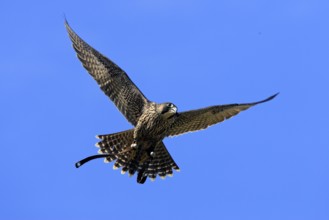 Peregrine Falcon (Falco peregrinus)