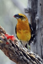 Yellow Grosbeak (Pheucticus chrysopeplus), male, Sonora Desert, Arizona, USA, North America