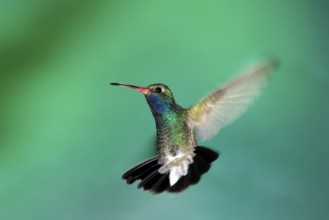 Broad-billed Hummingbird (Cynanthus latirostris), male, Arizona, USA, North America