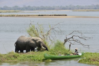 Park ranger approaches an elephant (Loxodonta africana) by canoe, Zambezi River, Mana Pools