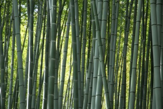 Bamboo forest, near Arashiyama, Kyoto, Japan, Asia