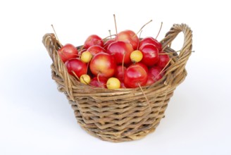 Ornamental apples (Malus), basket