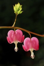 Lamprocapnos (Dicentra spectabilis)