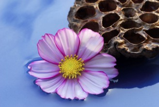 Mexican aster (Cosmos bipinnatus) blossom, Indian lotus flower (Nelumbo nucifera), fruit, cosmetic,