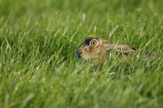 European hare (Lepus europaeus), hiding in grass, hare, hares, Netherlands