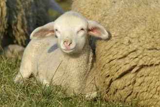 Merino sheep, lamb