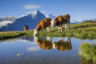 Simmental cattle off Eiger and Jungfrau, Bernese Oberland, Switzerland, Europe