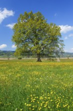 Oak, Zurich, Switzerland, Europe