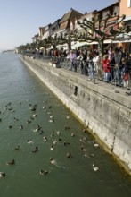 People feeding ducks, Meersburg, Lake Constance, people feeding ducks, Lake Constance, Gruppen,