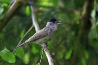 Blackcap (Sylvia atricapilla), male, Lower Saxony, Germany, side, Europe