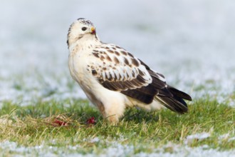 Common Buzzard, with white plumage, Lower Saxony, Germany (Buteo buteo)