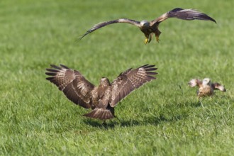 Red Kite (Milvus) attacks Steppe buzzard (Buteo buteo) milvus), Steppe buzzard, Milvus, Lower