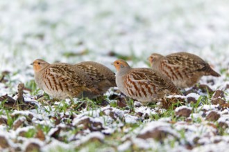 Grey (Perdix perdix) Partridges, Lower Saxony, Germany, Europe