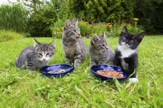 House cats, kittens, at the feeding dish bowl