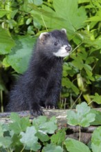 Young Polecat, Lower Saxony, Germany (Mustela putorious)