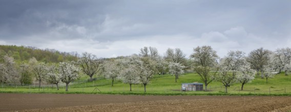 Orchard with flowering wild cherry (Prunus avium) in spring, Haspengouw, Belgium, Europe