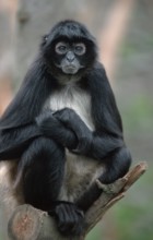 Black-handed Geoffroy's spider monkey (Ateles geoffroyi)