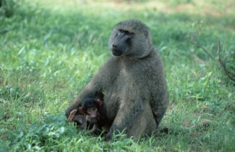 Anubis Baboons (Papio anubis), female with young, Samburu game reserve, Kenya (Papio cynocephalus