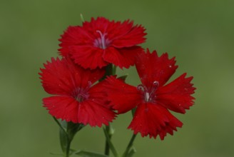 Sweet William (Dianthus barbatus), sweet william, flowers, garden plants Carnation family