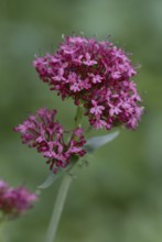 Red Valerian (Centranthus ruber) (Centranthus angustifolia) (Centranthus rubra)