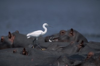 Little (Hippopotamus amphibius) egret (Egretta garzetta) over hippo, Chobe National Park, Page,