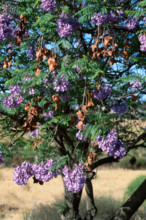 Blue Jacaranda (Jacaranda mimosifolia)