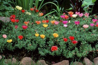 Moss roses, moss-rose purslane (Portulaca grandiflora)