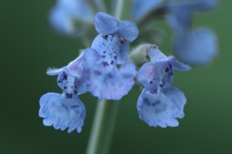 Ornamental Catmint (Nepeta faassenii)