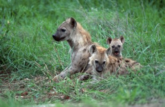 Spotted hyenas (Crocuta crocuta), female with cubs, Kruger National Park, South Africa, spotted