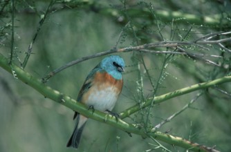 Lazuli bunting (Passerina amoena), Sonora Desert, Arizona, USA, Lazuli Bunting, Sonora Desert,