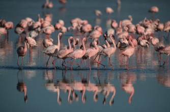 Lesser Flamingos (Phoeniconaias minor) at lake Nakuru, Nakuru national park, Kenya, Africa