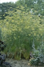 Fennel (Foeniculum vulgare)