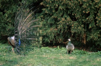 Indian peafowl (Pavo cristatus), pair, courtship display