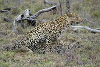 Leopards (Panthera pardus), pair, maiting, Sabi Sand Game Reserve, South Africa, Africa