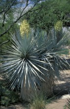 Blooming Blue Yuccas (Yucca rigida), USA, North America