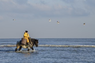 Horse fishermen catching Brown shrimp (Crangon crangon), Koksijde, North Sea coast, province of