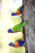 Swainson's lorikeet (Trichoglossus haematodus moluccanus), Australia, Oceania