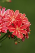 Siskiyou Bitterroot (Lewisia cotyledon)