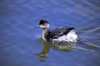 Black-necked grebe (Podiceps nigricollis), California, Great crested grebe, Page, USA, North