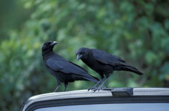 Fish crows (Corvus ossifragus), Florida, Fish crow, Crow, USA, North America