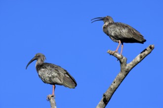 Plumberus plumbeous ibis (Theristicus caerulescens), pair, Pantanal, Brazil, South America