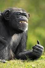 Common Chimpanzee (Pan troglodytes)